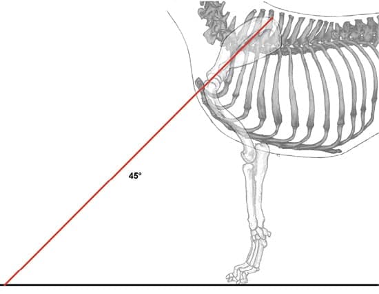 Canine Fronts Part II: A Well Laid Back Shoulder