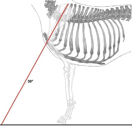Canine Fronts Part II: A Well Laid Back Shoulder