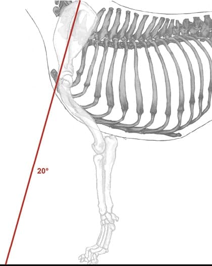 Canine Fronts Part II: A Well Laid Back Shoulder
