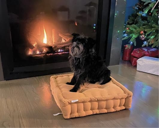 Affenpinscher in Your Home