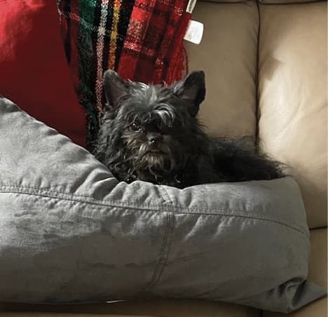 Affenpinscher in Your Home