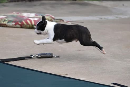 The Boston Terrier Standard
