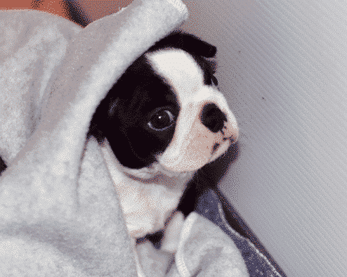 Boston Terrier