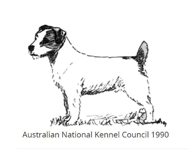 Interpreting the Russell Terrier Breed Standard Part One: Blueprint or Impressionism?