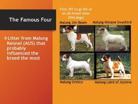 Interpreting the Russell Terrier Breed Standard Part One: Blueprint or Impressionism?