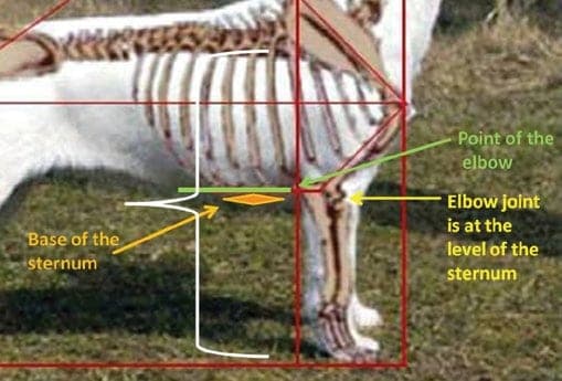 Interpreting the Russell Terrier Breed Standard Part One: Blueprint or Impressionism?