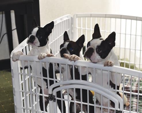 Boston Terriers