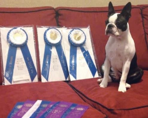 Boston Terriers