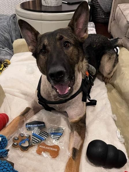 The American Kennel Club Awards Canine Hero With 2021 Akc Paw Of Courage