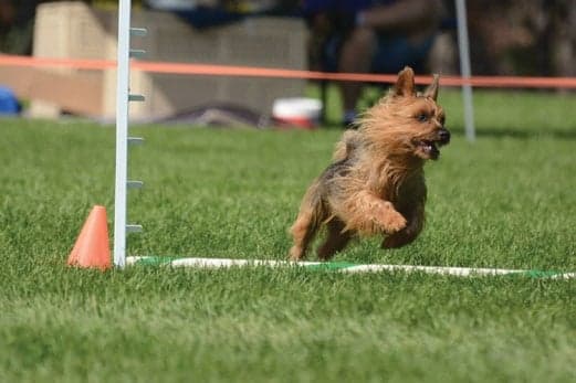 The Australian Terrier Performance