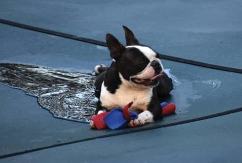 The Boston Terrier Standard
