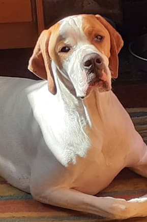How to judge Pointers?