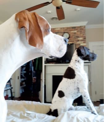 How to judge Pointers?