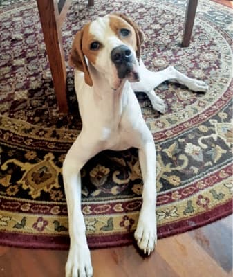 How to judge Pointers?