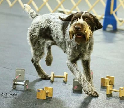 German Wirehaired Pointer Temperament