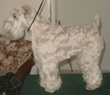 Soft Coated Wheaten Terrier Coat and Color