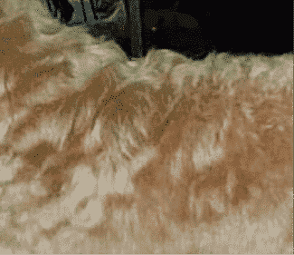 Soft Coated Wheaten Terrier Coat and Color