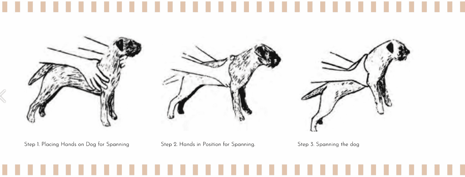 Spanning The Border Terrier