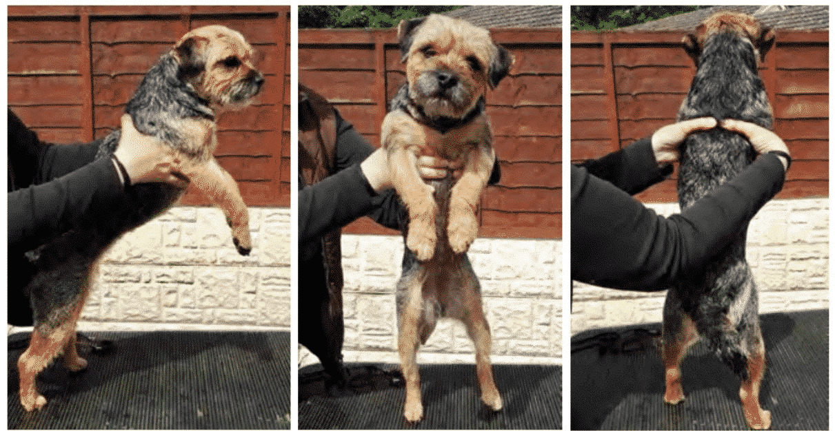 Spanning The Border Terrier