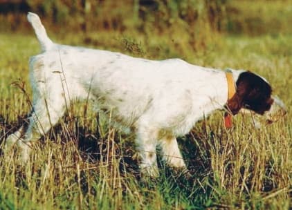 German Wirehaired Pointer Temperament