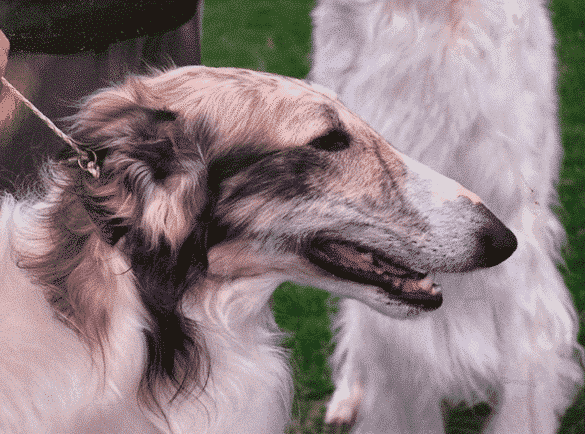 Borzoi Breed Type | Sorting Out 3 Elements 