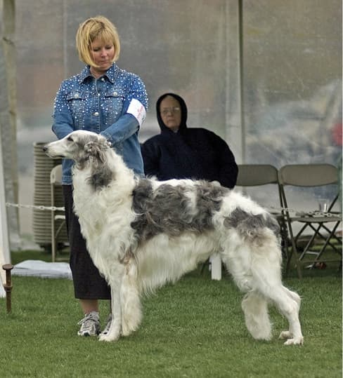 Borzoi Breed Type | Sorting Out 3 Elements 