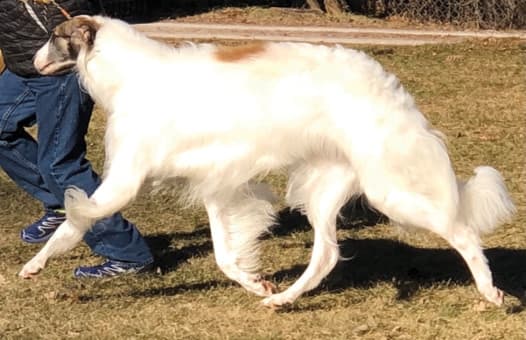 Borzoi Breed Type | Sorting Out 3 Elements