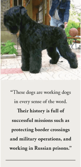 Size and Coat Type of Black Russian Terrier ?