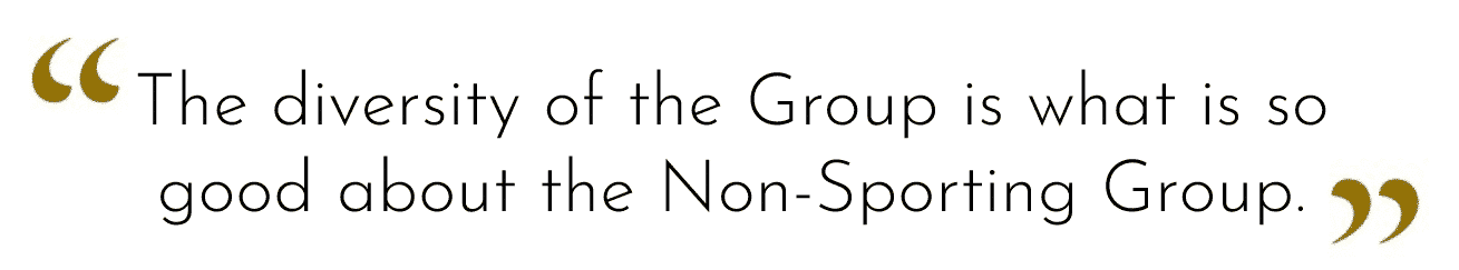 Why I love a Non-Sporting Group Dog