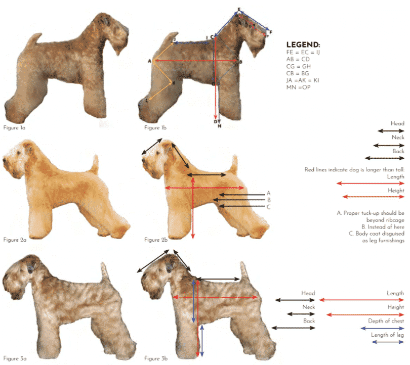 Soft Coated Wheaten Terrier | What's Under that Coat? 