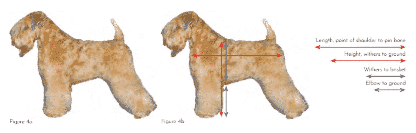 Soft Coated Wheaten Terrier | What's Under that Coat? 
