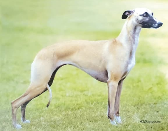 Merci Isle Whippets | Iva Kimmelman