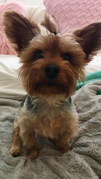 Yorkshire Terrier National Rescue (YTNR)