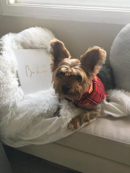 Yorkshire Terrier National Rescue (YTNR)