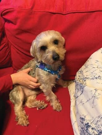 Yorkshire Terrier National Rescue (YTNR)