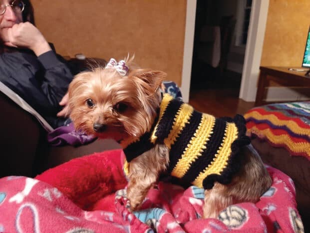 Yorkshire Terrier National Rescue (YTNR)