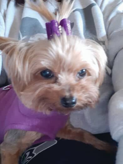 Yorkshire Terrier National Rescue (YTNR)
