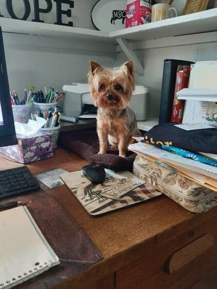 Yorkshire Terrier National Rescue (YTNR)
