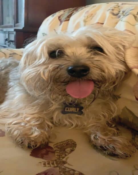 Yorkshire Terrier National Rescue (YTNR)