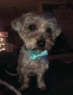 Yorkshire Terrier National Rescue (YTNR)