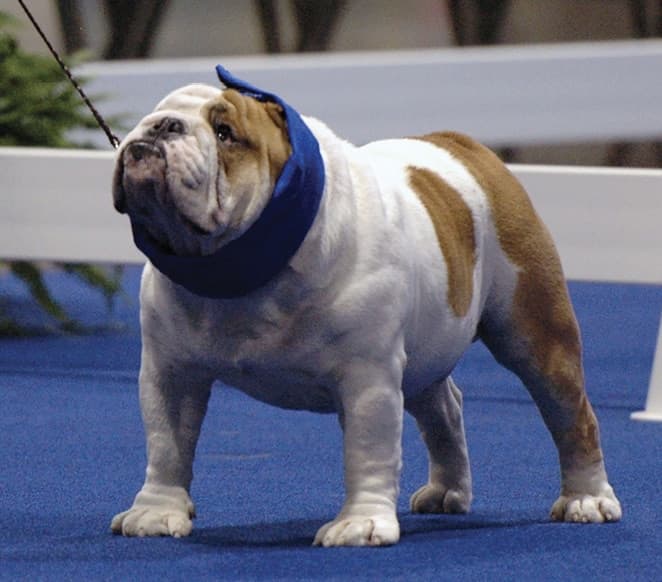 Do Purebred Dogs Have an Image Problem?