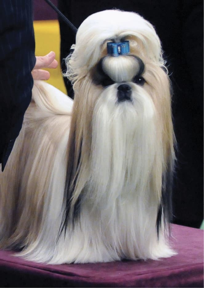 Do Purebred Dogs Have an Image Problem?