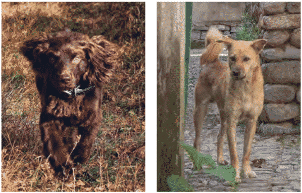 Purebred or Preservation Breeders?