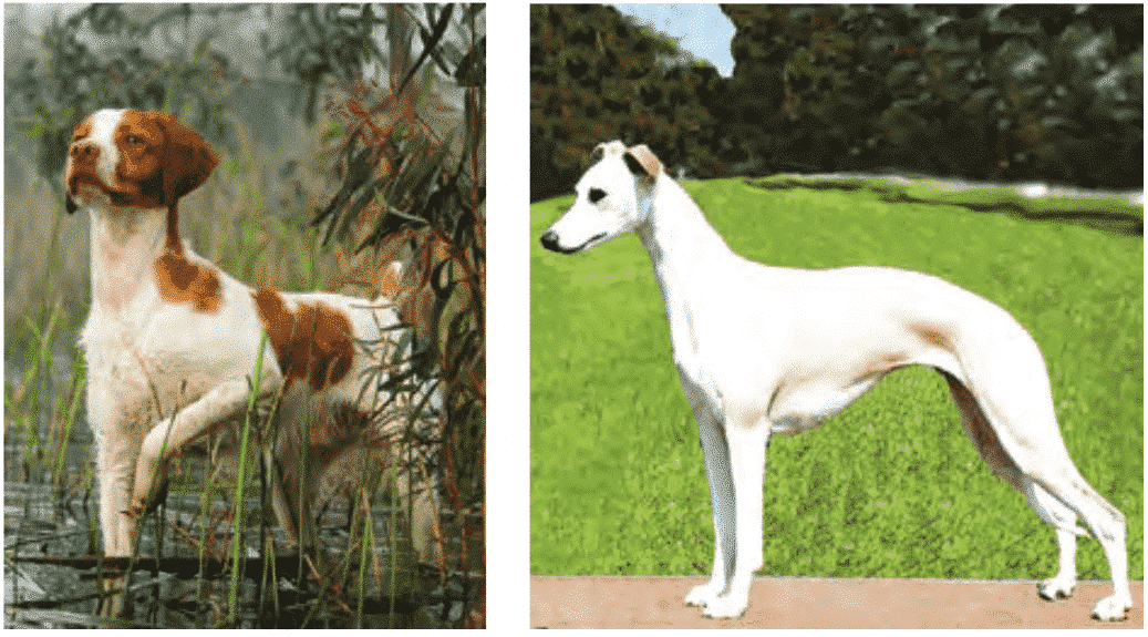 Purebred or Preservation Breeders?