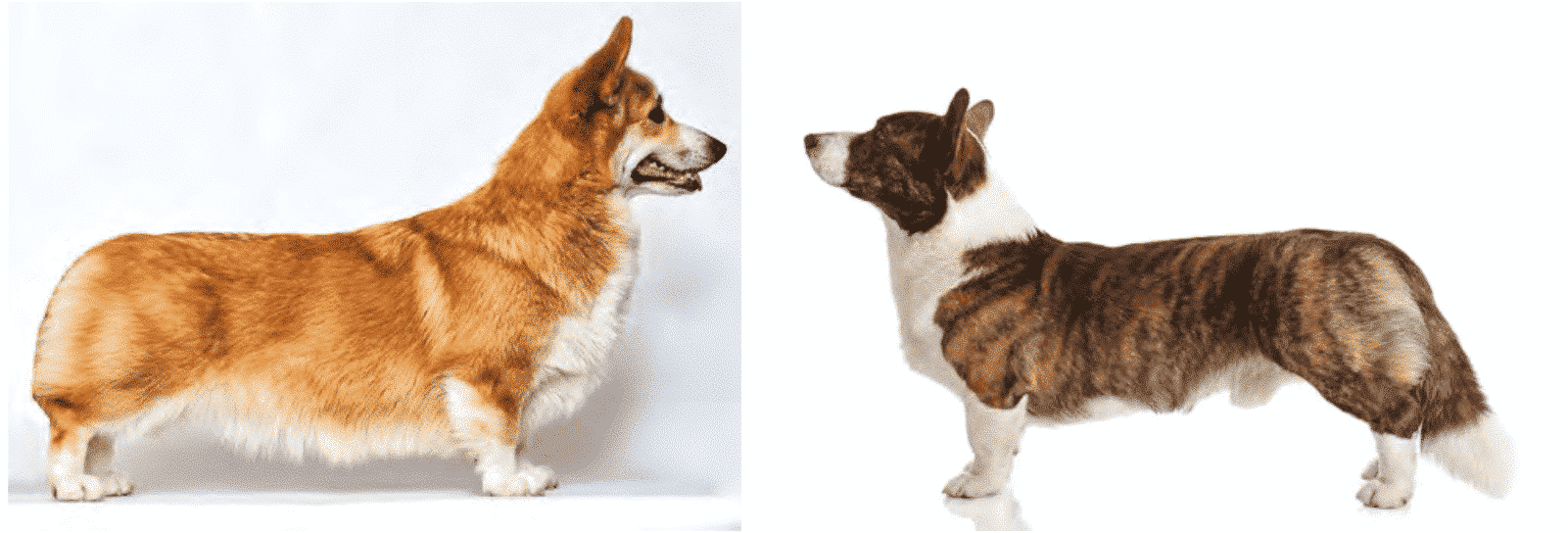 Purebred or Preservation Breeders?