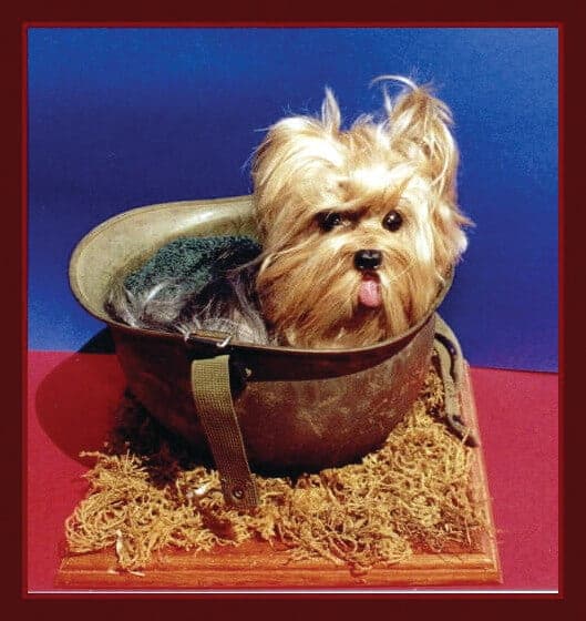 Yorkshire Terrier National Rescue (YTNR)