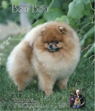 Studying the Pomeranians Past
