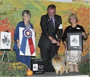 Studying the Pomeranians Past