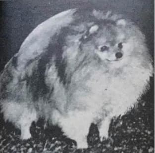 Studying the Pomeranians Past