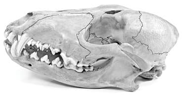 Figure 2. Canine skull with some sutures accentuated.